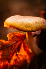 Grzybek z liściem © Lukasz