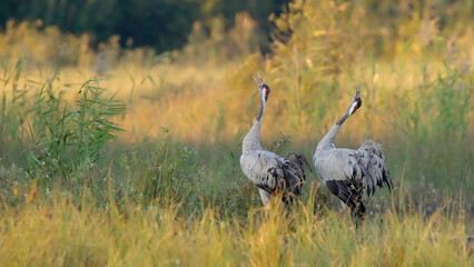 Common or eurasian crane bird, couple of birds screaming in marsh at sunrise