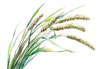 Fototapeta premium Watercolor painting of a millet plant with grains, suitable for seed packaging or other agricultural designs