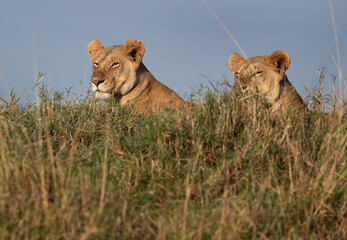 Lioness resting on a mound at Masai Mara, Kenya