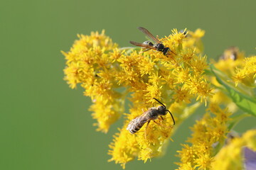 sui fiori gialli