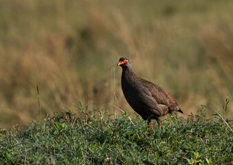 Portrait of a Red-necked spurfowl at Masai Mara, Kenya