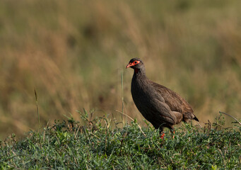 Closeup of a Red-necked spurfowls, Masai Mara, Kenya
