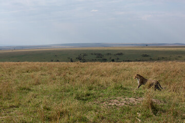 A broad view of a Leopard walking in savannah grassland, Masai Mara, Kenya