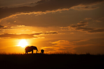 Silhouette of mother elephant and a calf during sunset, Masai Mara, Kenya