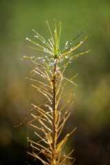 A branch of Japanese larch with dewdrops.