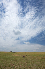 A broad view of a Leopard  in savannah grassland, Masai Mara, Kenya