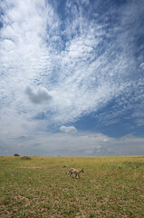 Naklejka premium A broad view of a Leopard in savannah grassland, Masai Mara, Kenya