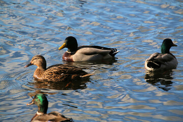 ducks in the water