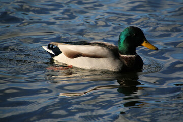 duck on the water