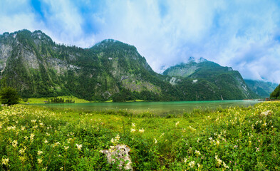 Panoramic view of K&ouml;nigssee with flower field in foreground and alp mountains in background