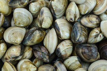 Fresh clams for seafood background