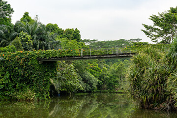 Keppel Discovery Wetlands in Singapore Botanic Garden, with elevated metal walkway bridge across Lake, lush trees surround.