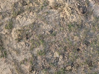 ground with grass,park