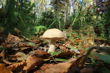 mushrooms in the forest