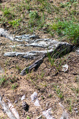 A large collection of tree roots is sprawling across the ground