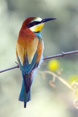 Obraz premium bee eater perched on a branch