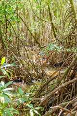 
Tropical rainforest in Daintree River National Park in Queensland, Australia. 