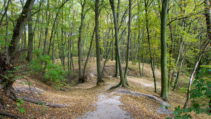 path in the forest