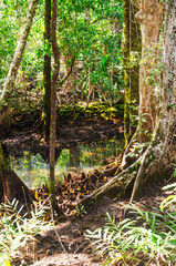 
Tropical rainforest in Daintree River National Park in Queensland, Australia. 