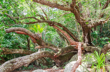 
Tropical rainforest in Queensland, Australia. 