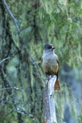 Closeup of Siberian jay perched on an old dead tree in an old-growth forest in Valtavaara near Kuusamo, Northern Finland	