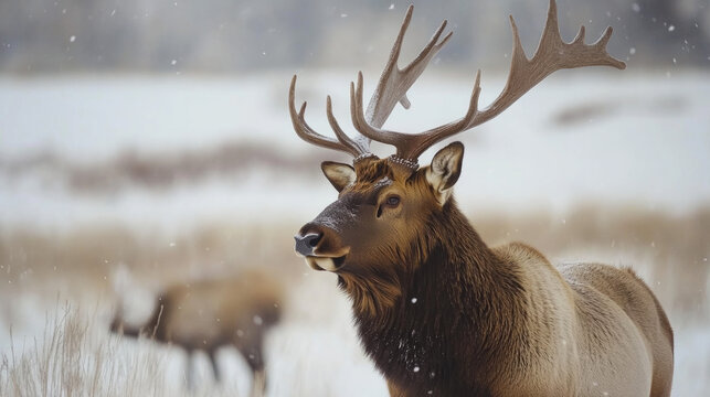 Male elk standing in the snow during a winter snowfall in a forested area