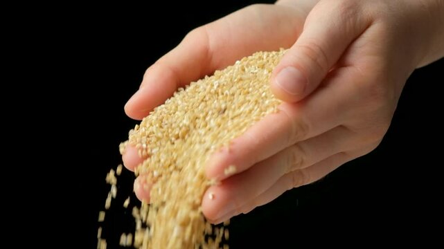 Hands pour raw uncooked wheat groats on black background, slow motion