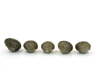 Fresh cockles on white background