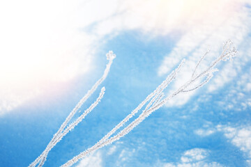 Blurred frozen grass. Winter abstract background. Landscape.