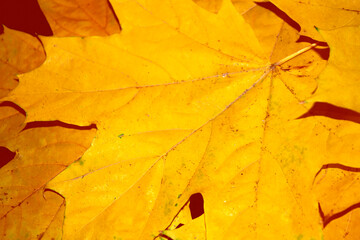 autumn landscape with bright colorful foliage. Indian summer.