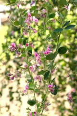 秋に咲くハギの花