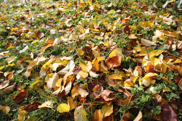 果樹園の落ち葉