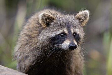 Racoon