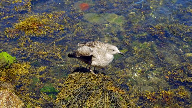 Seagull perched on the rocks with seaweed off the Galician coast, Pontevedra.