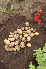 ジャガイモの収穫　縦位置