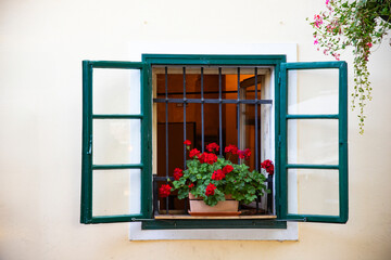 Richly blooming geranium flowers on the windows