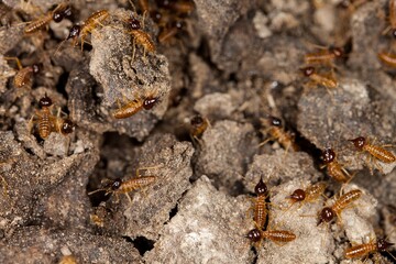 Termites