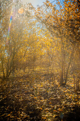 thin trees growing on the parched earth strewn with yellow leaves, on which the rays of the bright dawn sun fall. soft light, blue sky, golden hour