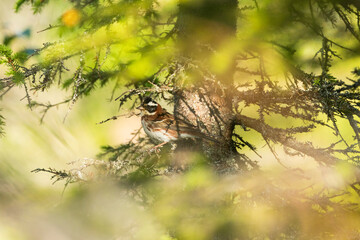 Male Rustic bunting perched in the middle of Spruce branches on a sunny summer evening in Riisitunturi National Park, Northern Finland