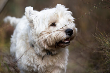 Portrait of a West Highland White Terrier