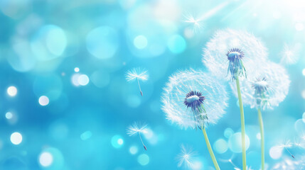 Dandelion seeds drifting in a bright, blue background on a sunny day