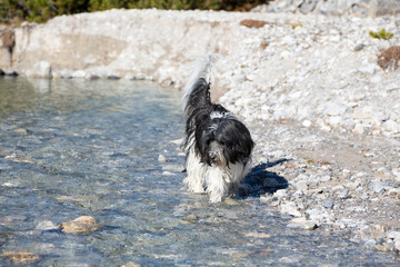 Schapendoes-PON Mix playing in a mountain river