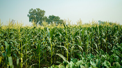  The indian sweet corn field             