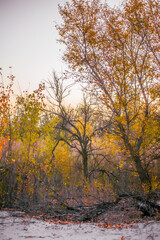 white sand with footprints, strewn with dry branches and orange leaves, on which grow trees with yellow foliage and tall dry branches, against the background of a bright blue sky, during dawn