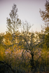 white sand with footprints, strewn with dry branches and orange leaves, on which grow trees with yellow foliage and tall dry branches, against the background of a bright blue sky, during dawn
