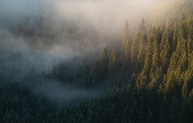 Misty morning in the forest. Sunlight over the foggy forests.