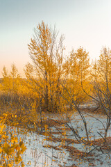 trees and bushes with orange foliage growing on white sand, illuminated by bright rays of the dawn sun, against the blue sky