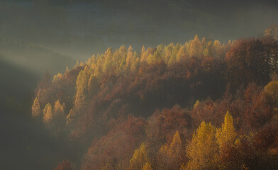 Autumn scene forest Carpathian Mountains Europe photo.