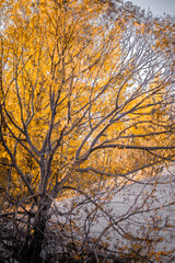 Obraz premium Tree branches against white sand and orange leaves